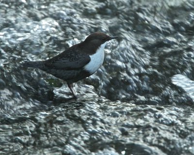 White-throated Dipper/Strmstare