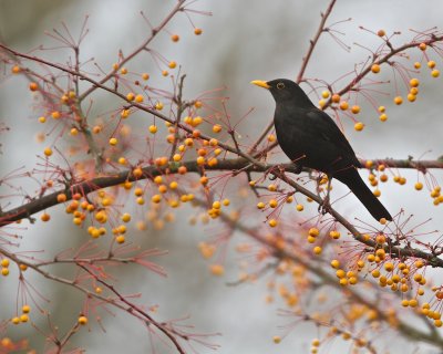 Common Blackbird in Malus Sieboldii/Koltrast i rnnbrsapel.