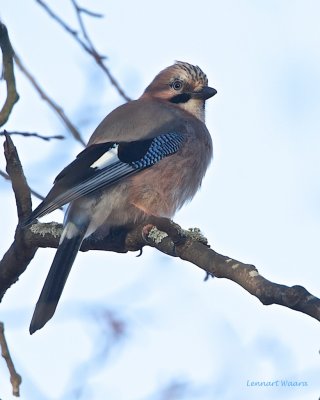 Eurasian Jay/Ntskrika