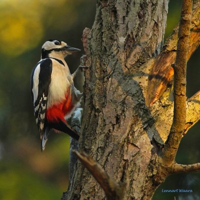 Great Spotted Woodpecker