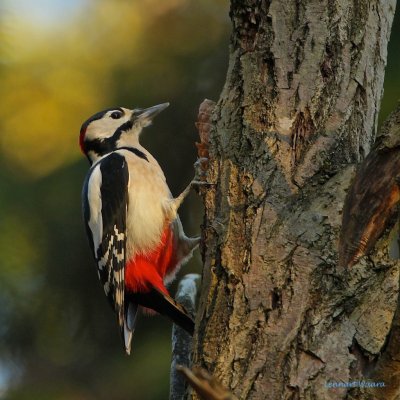 Great Spotted Woodpecker/Strre hackspett