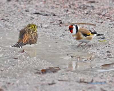 European Goldfinch studying a bathing Yellowhammer.