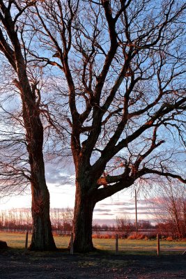 Sunrise on oaks.