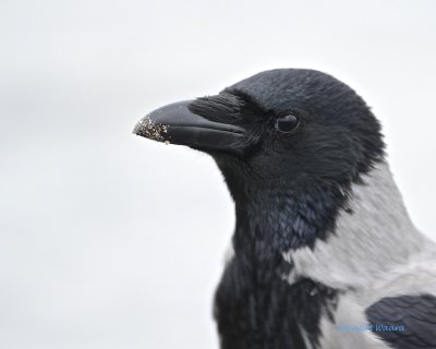 Hooded Crow/ Corvus Cornix/Grkrka