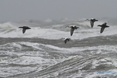 Common Eider/Ejder in westerly storm.