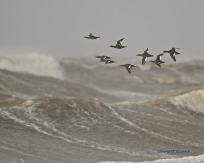 Velvet scoter migrating south during a westerly storm.