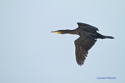 Great Cormorant/Storskrav