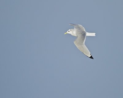 Black-legged Kittiwake/Tretig ms