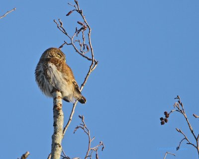 Eurasian Pygmy Owl/Sparvuggla watching for prey.