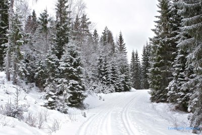 Winter road in the deep forest