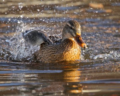 Mallard female/Grsand