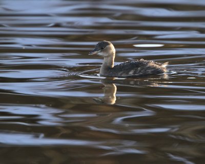 Little Grebe/Smdopping