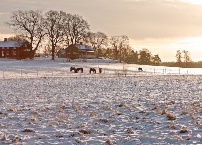 Horses a cold winter morning.