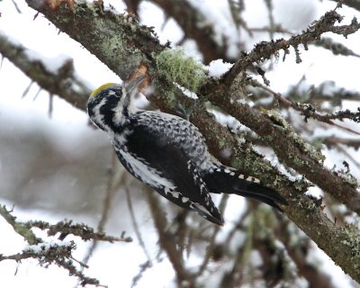 Three-toed Woodpecker/Tretig hackspett