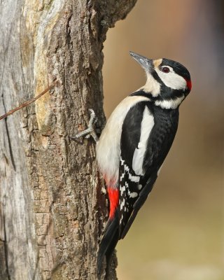 Great Spotted Woodpecker/Strre hackspett