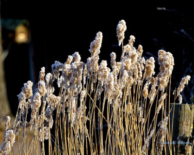 Frost on reed panicles.