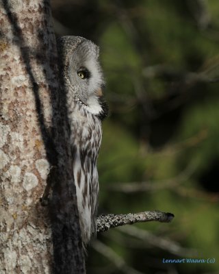 Great grey owl - hiding.