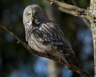 Great grey owl/Lappuggla