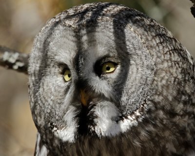 Great grey owl / Lappuggla