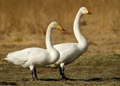 Whooper Swan / Sngsvan 