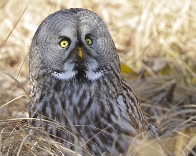 Great grey owl/ Lappuggla