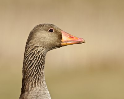 Greylag Goose/Grgs