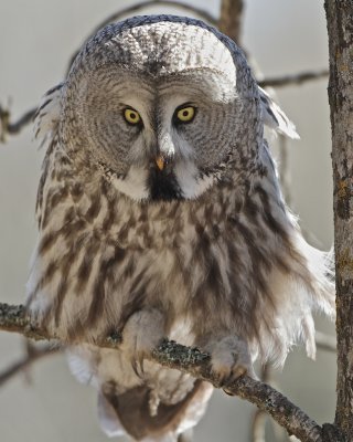 Great grey owl/ Lappuggla