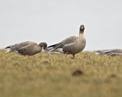 Pink-footed Goose/Spetsbergsgs