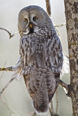 Great grey owl/ Lappuggla