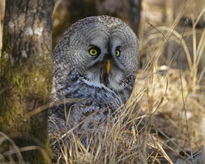 Great grey owl eating a small lizard.