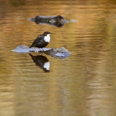 White-throated Dipper/Strmstare