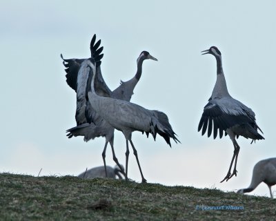 Common Crane/Trana