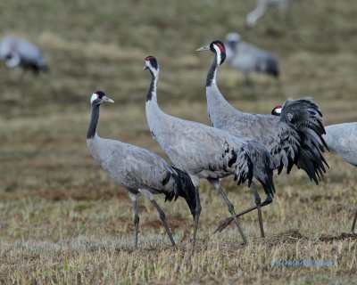 Common Crane/Trana