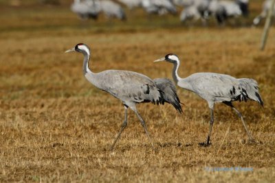 Common Crane/Trana