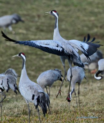 Common Crane/Trana