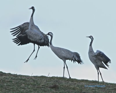 Common Crane/Trana