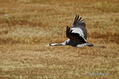 Common Crane/Trana