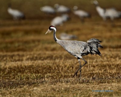 Common Crane/Trana