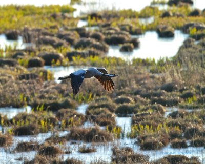 Common Crane/Trana