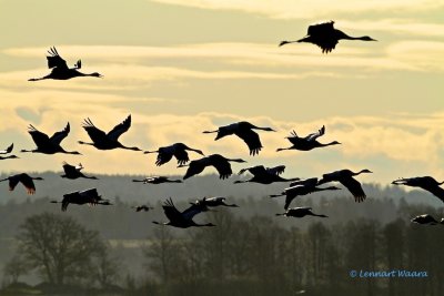 Common Crane/Trana/ in early morning light.