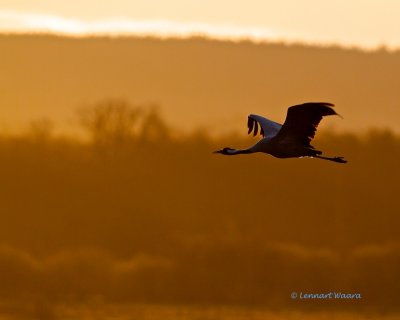 Common Crane/Trana/ in early morning light.