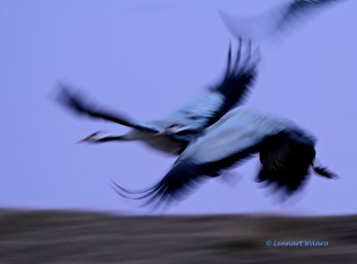 Common Crane/Trana