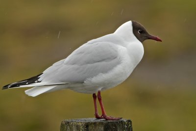 Black-headed Gull/Skrattms 