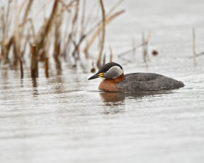 Red-necked Grebe/Grhakedopping