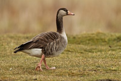 Greylag GooseXCanada Gosse, hybrid