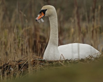 Mute Swan/Knlsvan/nesting