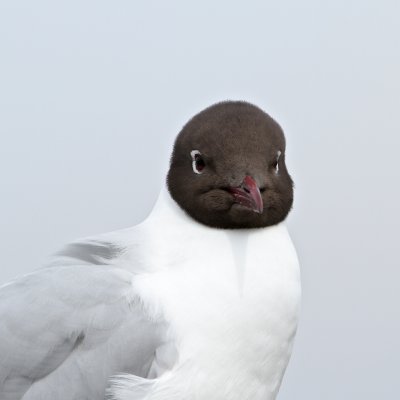 Black-headed Gull/Skrattms 