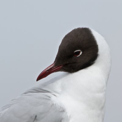 Black-headed Gull/Skrattms 