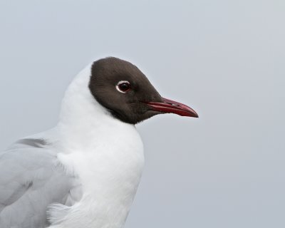 Black-headed Gull/Skrattms 