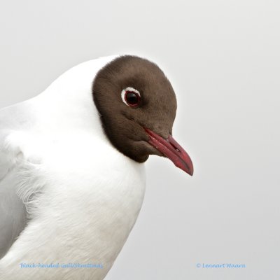 Black-headed Gull/Skrattms 